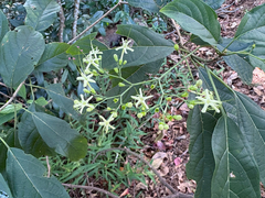 Clerodendrum cyrtophyllum, photograph (c) 黃美滿, some rights reserved (CC BY)