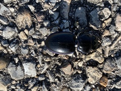 Pasimachus elongatus