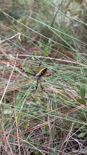 Yellow Garden Spider