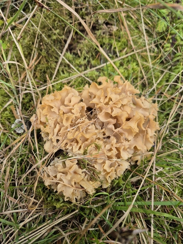 Cauliflower Fungus