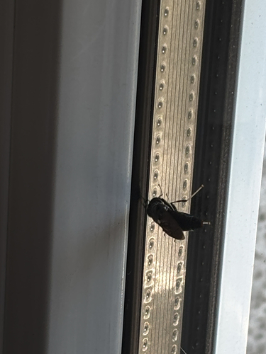 Black Soldier Fly