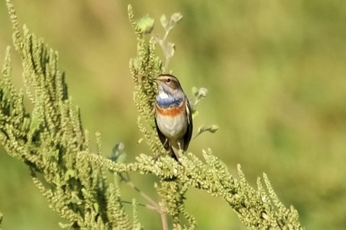 Bluethroat