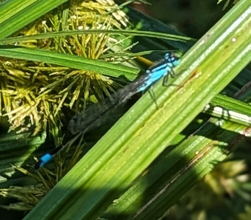 Blue-tailed Damselfly