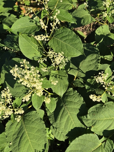 Japanese knotweed