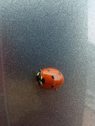 Seven-spotted Lady Beetle