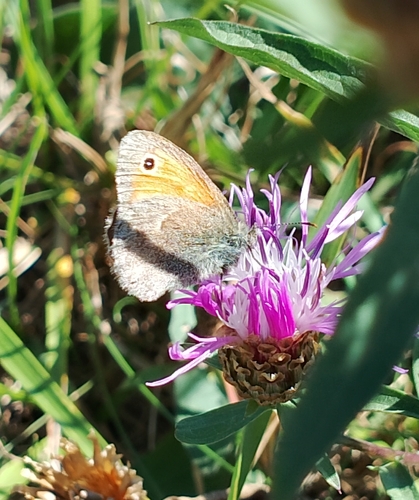 Small Heath