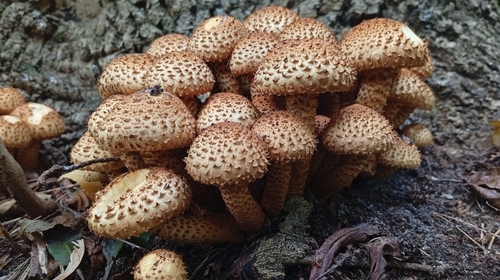 shaggy scalycap