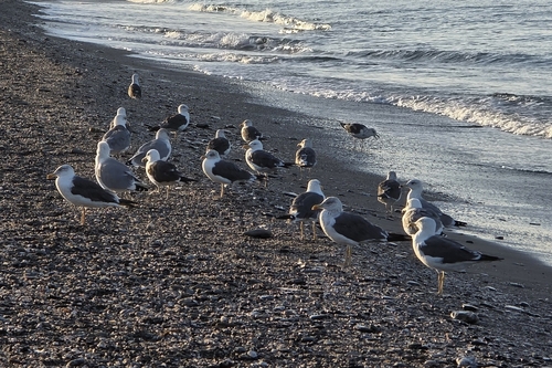 Lesser Black-backed Gull