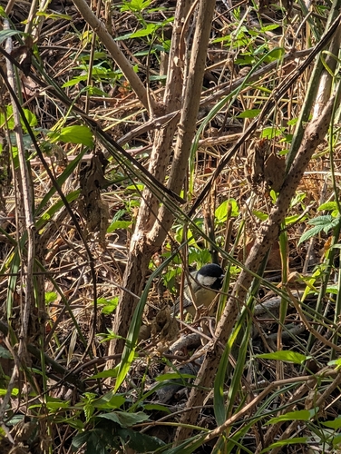 Great Tit