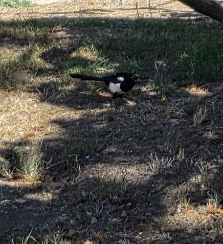 Eurasian Magpie