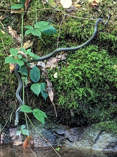 grass snake