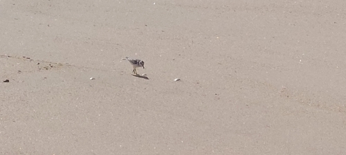 Sanderling