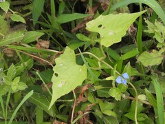 Mikania micrantha