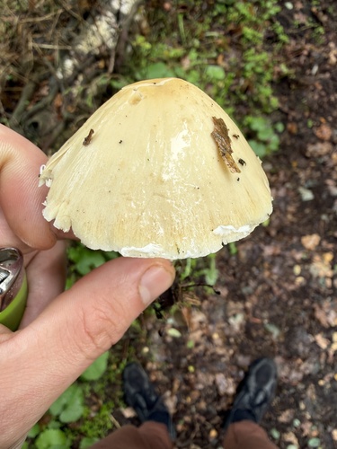Pale Brittlestem