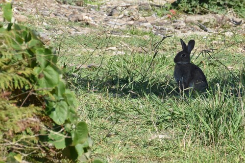 Iberian Rabbit