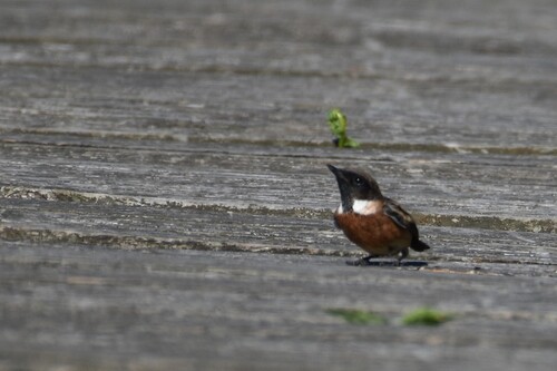 European Stonechat