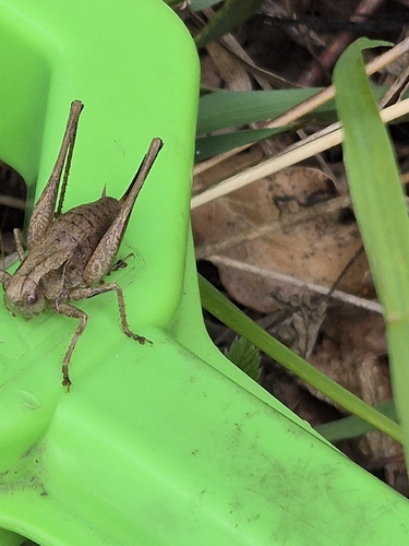 Dark Bush-cricket