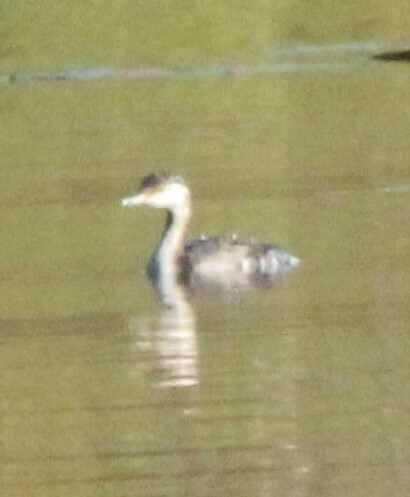 Horned Grebe
