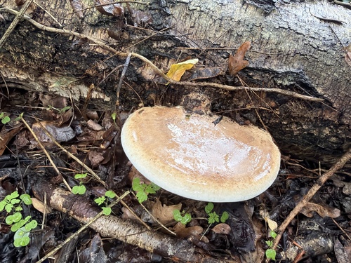 birch polypore