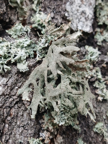 tree moss