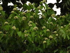 Forsteronia umbellata