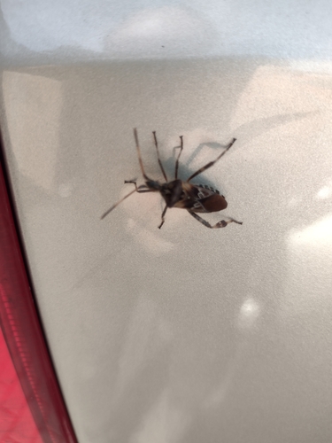 Western Conifer Seed Bug