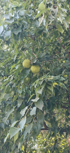 Osage-orange