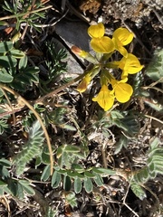 Hippocrepis comosa