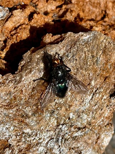 Yellow-faced Blowfly