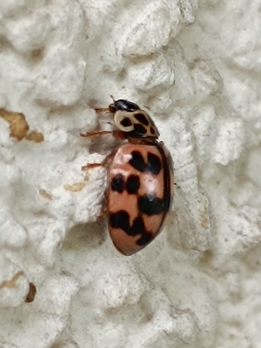Poplar Ladybird Beetle
