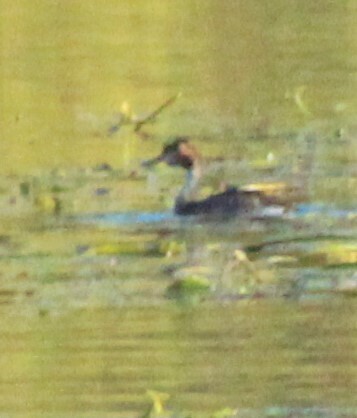 Great Crested Grebe