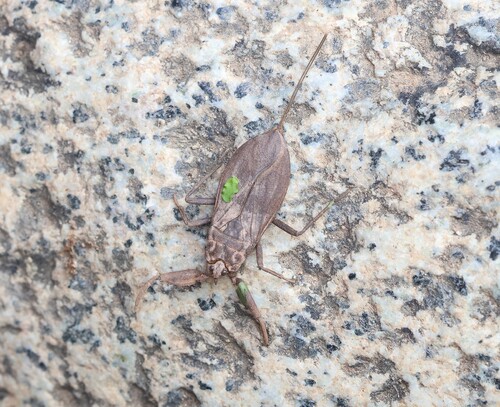 Eurasian Water Scorpion