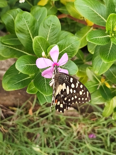 Lime Swallowtail
