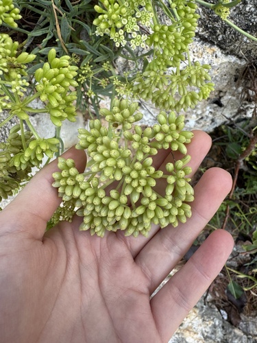rock samphire