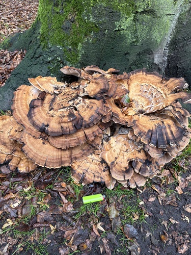 Giant Polypore