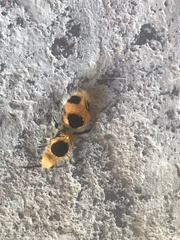 Dasymutilla cressoni
