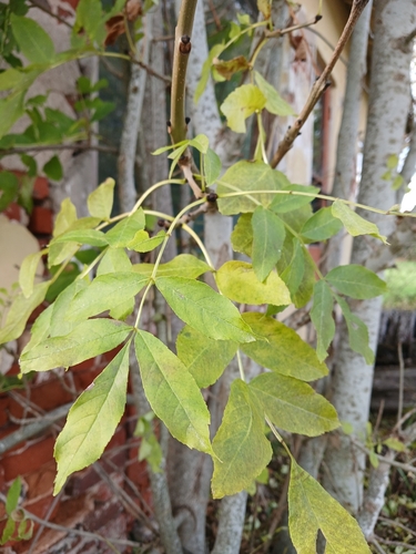 European ash