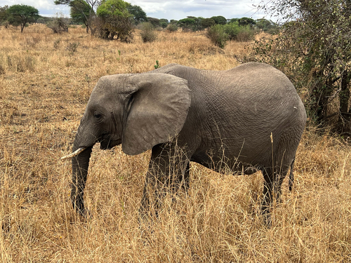 African Savanna Elephant