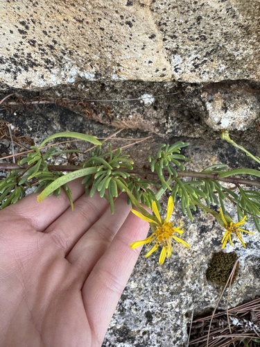 Golden Samphire
