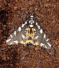 Arachnis zuni
