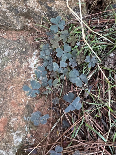 Creeping Woodsorrel