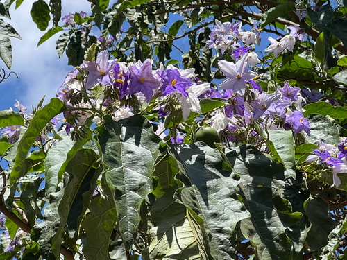 Solanum wrightii observed 2026-09-19