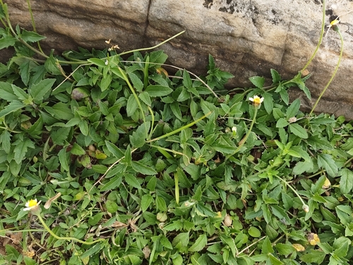 Tridax Daisy