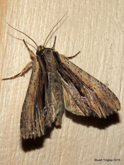 Apamea verbascoides