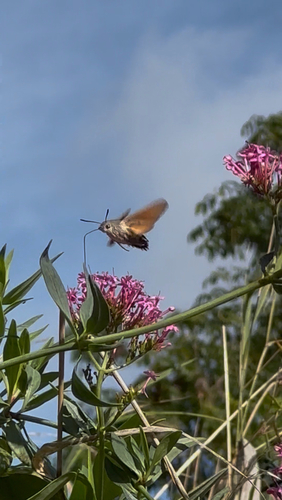 Eurasian Hummingbird Hawkmoth