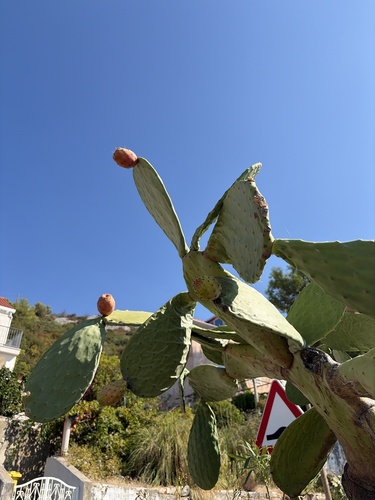 Indian fig opuntia