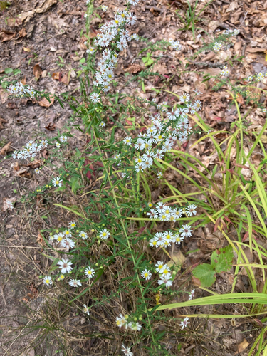 Symphyotrichum racemosum, photograph 1