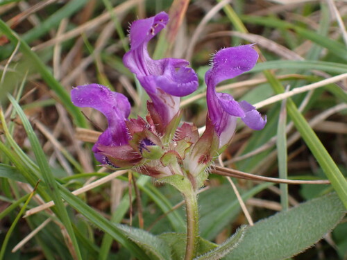 Prunella grandiflora, photograph 5