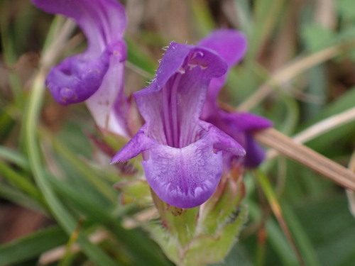 Prunella grandiflora, photograph 6