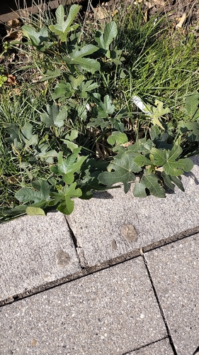 common fig